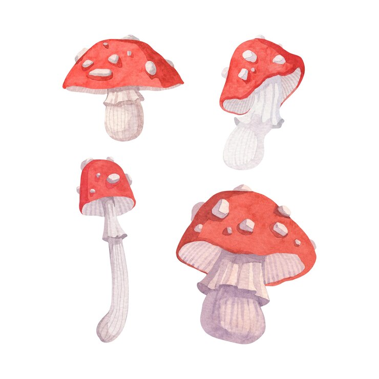 Ilustración en acuarela de setas rojas