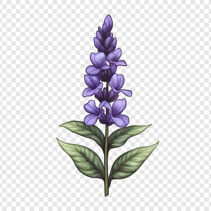 PSD ilustración en acuarela de una sola flor púrpura