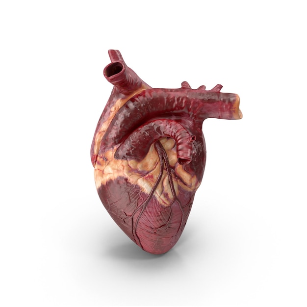 Ilustración anatómica de un corazón humano