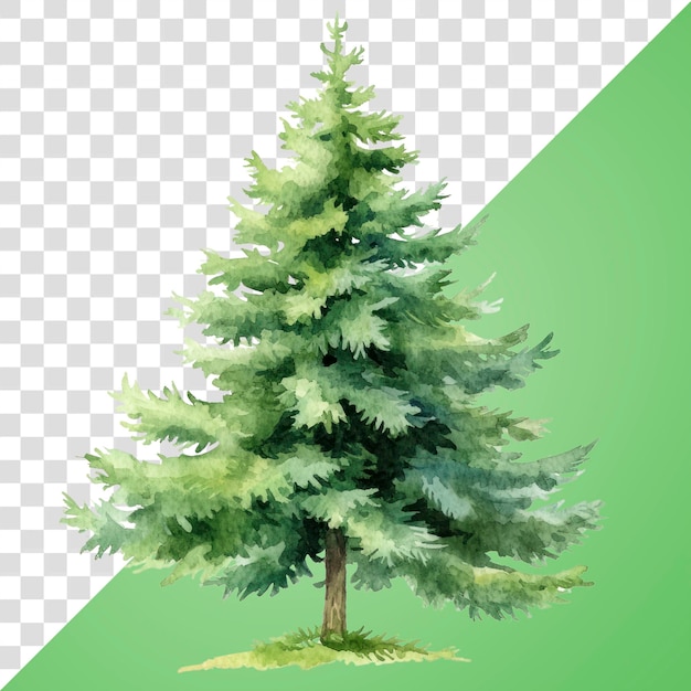 Ilustración del árbol de abeto verde de PNG pino acuarela