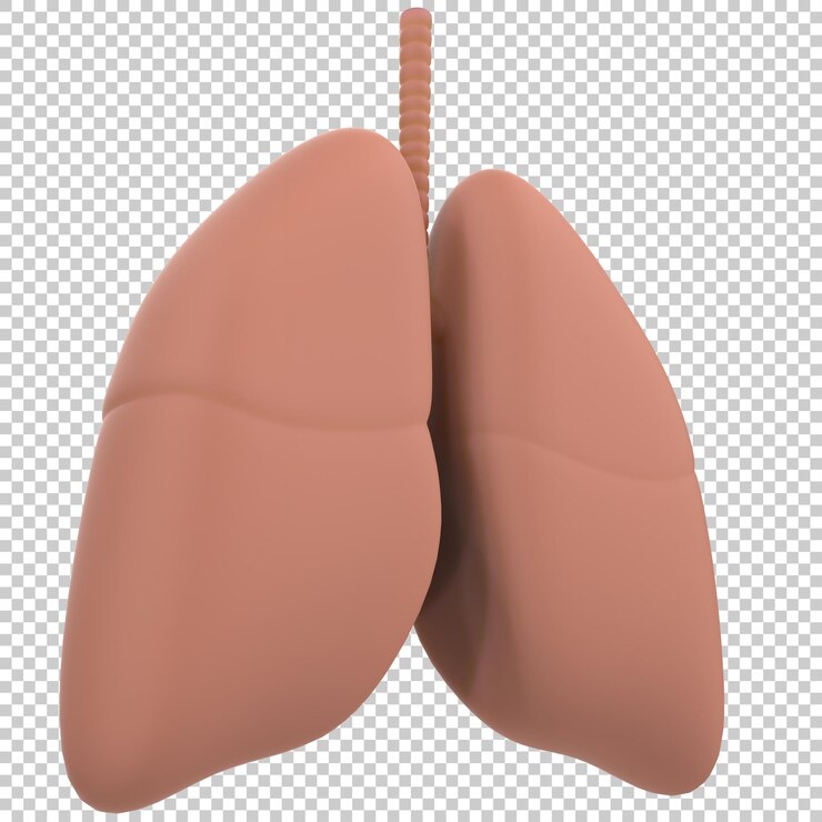 PSD ilustración artística de pulmones humanos aislados en un fondo transparente en 3d
