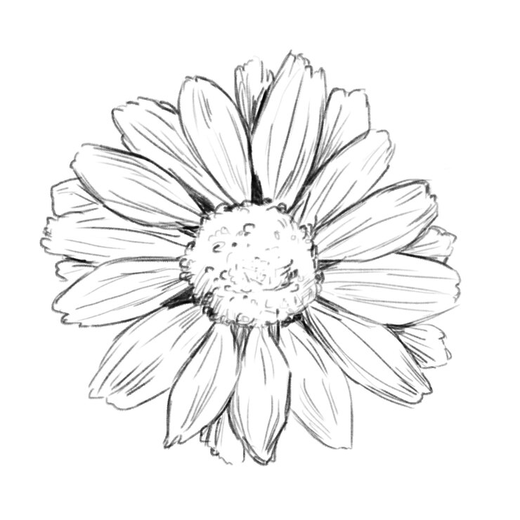 PSD ilustración en blanco y negro con flor de cabeza margarita dibujo decorativo clip art para tela impresa
