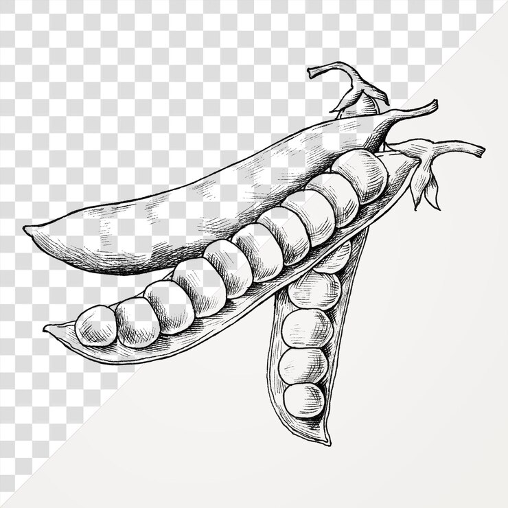 PSD ilustración en blanco y negro de guisantes png fondo transparente