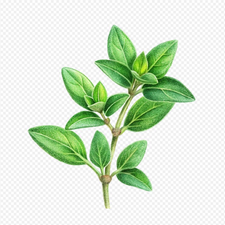 PSD ilustración botánica rama de tomillo fresco hojas verdes vibrantes hierbas aromáticas fotografía en primer plano