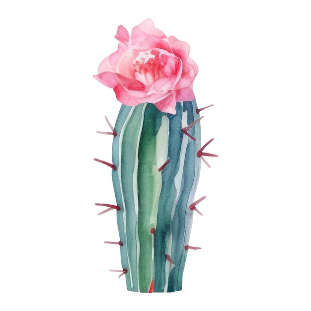 Ilustración de cactus de acuarela elemento de diseño dibujado a mano aislado sobre un fondo blanco