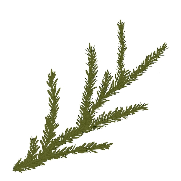 Ilustración en color de la rama verde del árbol de Navidad
