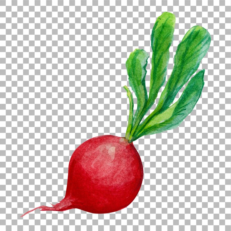 PSD ilustración conceptual del estilo de color de agua dibujado a mano de rábano adecuado para su proyecto de elementos