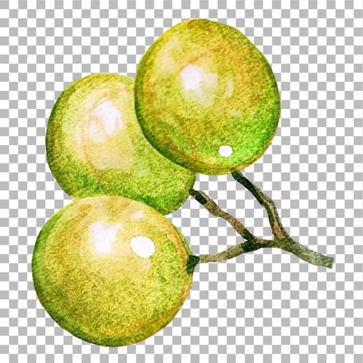 PSD ilustración conceptual del estilo de color de agua dibujado a mano de uva adecuado para su proyecto de elementos