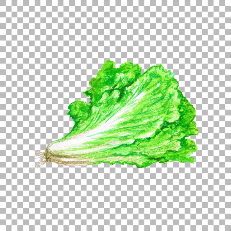 PSD ilustración conceptual del estilo de color de agua de dibujo a mano de lechuga adecuado para su proyecto de elementos