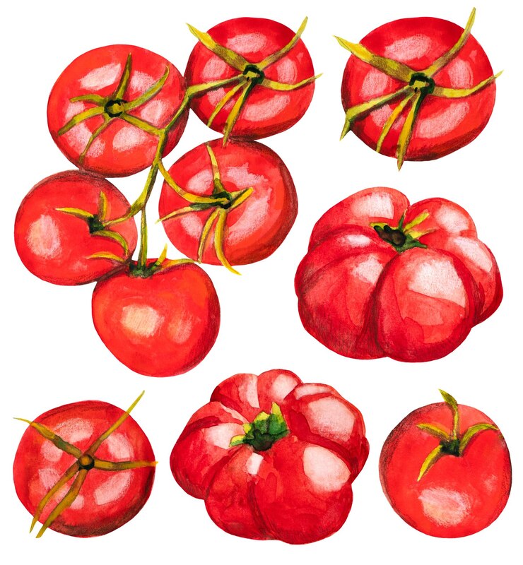 PSD ilustración de un conjunto de verduras de tomates rojos en acuarela sobre un fondo blanco