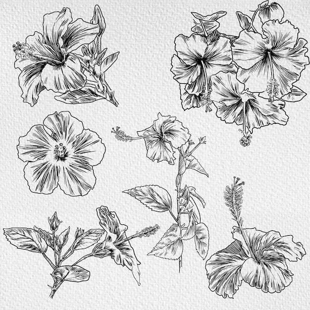 Ilustración de dibujos en línea de hibisco