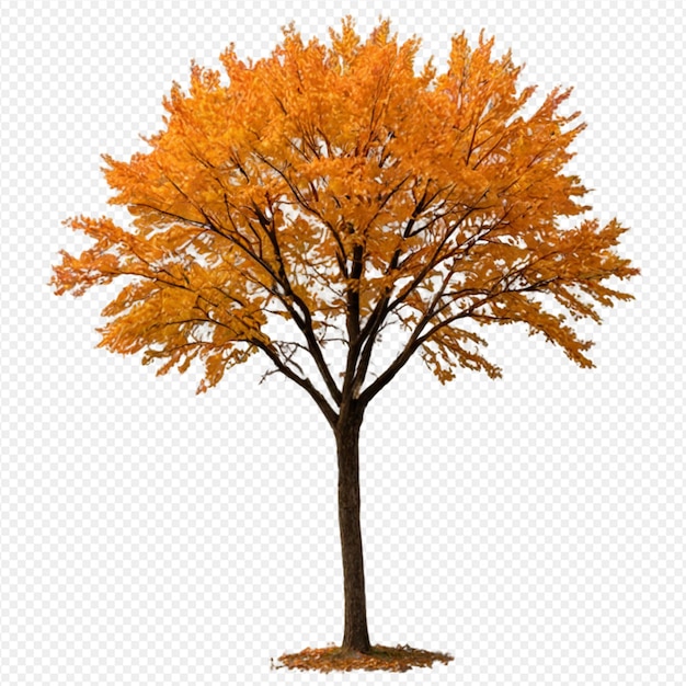 Ilustración de diseño de árbol de otoño en fondo transparente