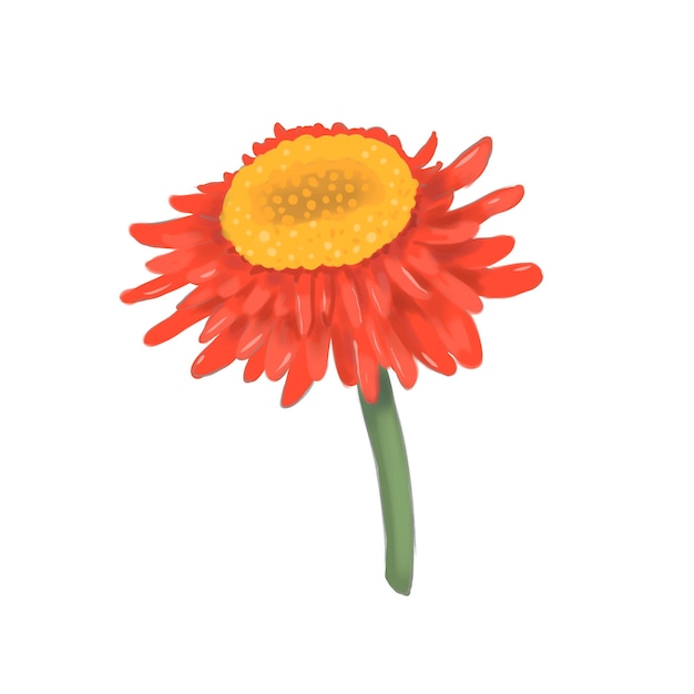 Ilustración de la flor de gerbera roja