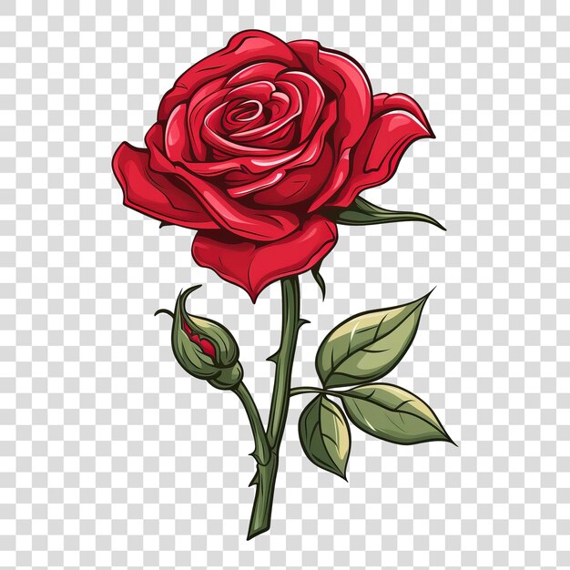 PSD ilustración de una flor de rosa roja aislada en un fondo transparente png