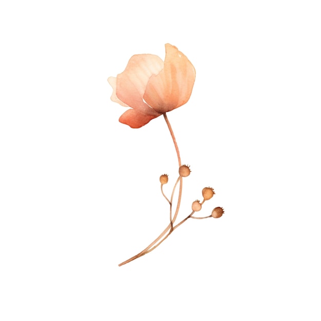 Ilustración de flores silvestres en acuarela, flores dibujadas a mano aisladas sobre un fondo blanco