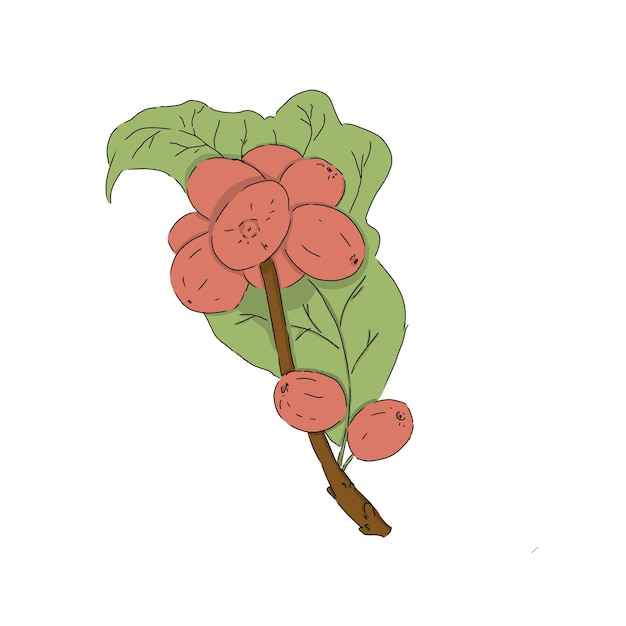 Ilustración de hojas y frutos de café de color