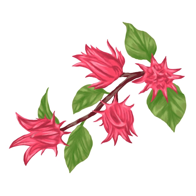 Ilustración de pintura digital del té de hibisco