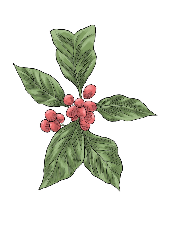 PSD ilustración de una planta de café con hojas y bayas