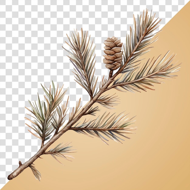 Ilustración de la rama de pino de PNG arte del árbol