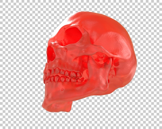 Ilustración de renderización 3D del cráneo aislado en el fondo