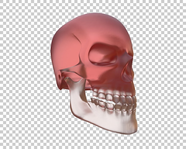 Ilustración de renderización 3D del cráneo aislado en el fondo