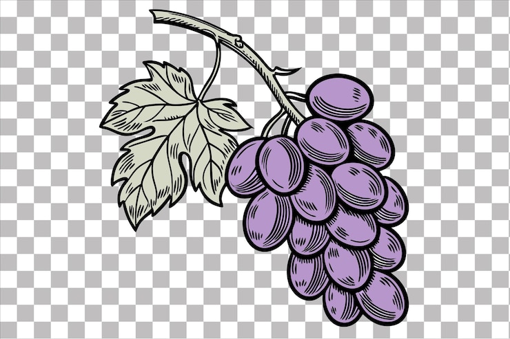 PSD ilustración de uvas dibujada a mano uvas púrpuras antiguas con hojas