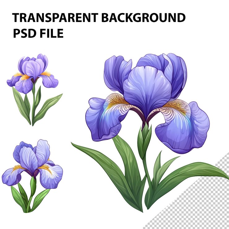 PSD ilustración vectorial de dibujos animados de iris con fondo blanco