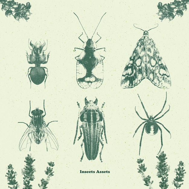 PSD ilustraciones vintage de insectos para diseño y artesanía.