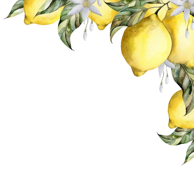 Ilustrasi cat air digambar tangan dengan lemon pada cabang dengan daun