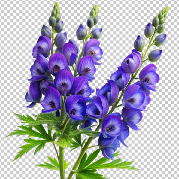 PSD image d'aconitum sur un fond transparent