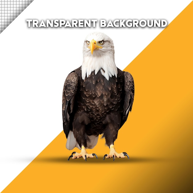 PSD image d'aigle sur fond transparent en format png