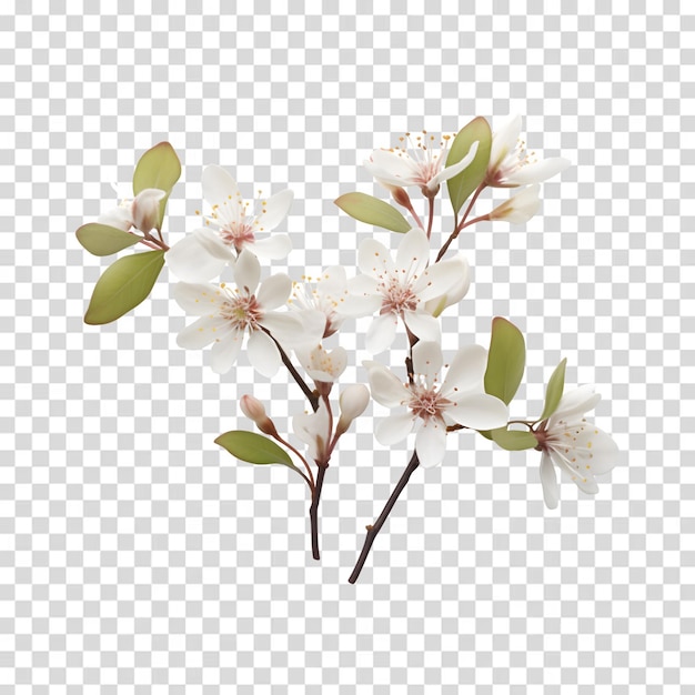 PSD une image d'un arbre en fleurs avec l'image d'une fleur de cerisier