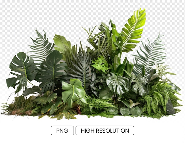 PSD une image détaillée d'un groupement de plantes tropicales avec un fond transparent