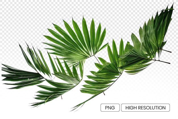 PSD une image de feuillage vert potentiellement des feuilles de palmier sur un fond transparent