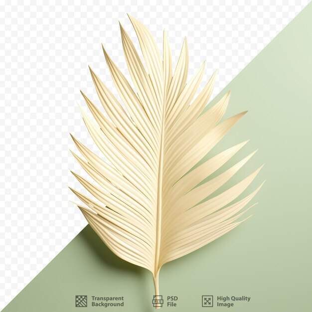 PSD une image d’une feuille de palmier avec un fond vert.