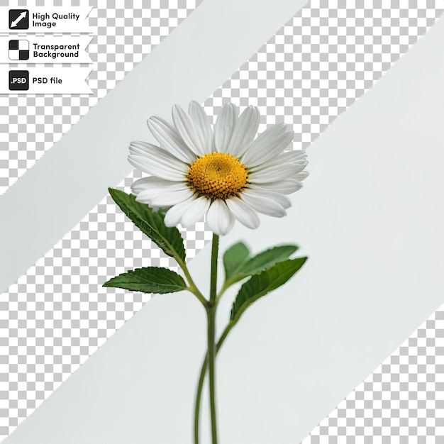 PSD une image d'une fleur avec les mots marguerite dessus