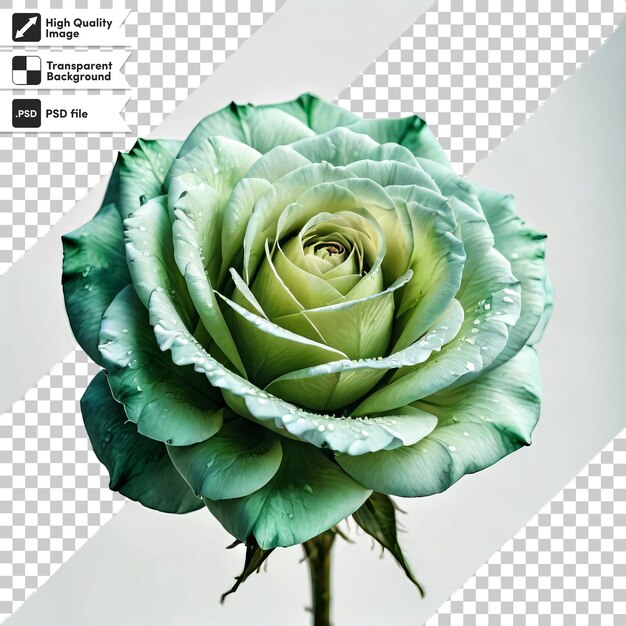 PSD une image d'une fleur qui dit 