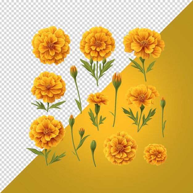 PSD une image de fleurs jaunes marigold