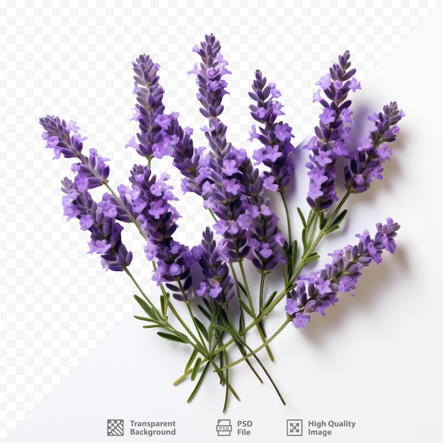 PSD une image de fleurs de lavande avec une image d'une fleur.