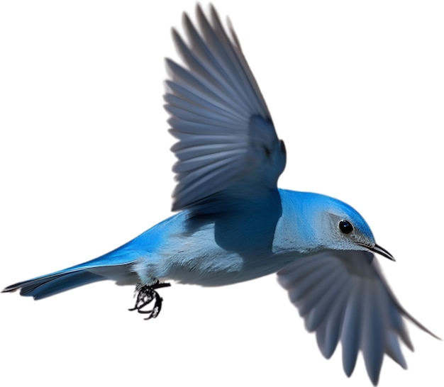 PSD une image en gros plan d'un oiseau bleu de montagne.