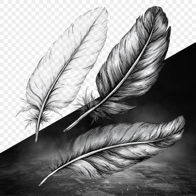 une image en noir et blanc de plumes sur un fond noir