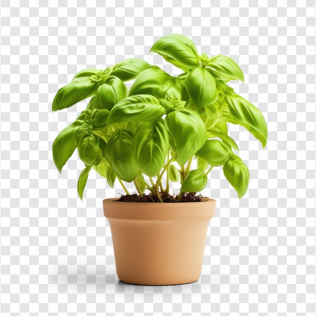 Une image photo d'une plante de basilic sur un fond transparent PSD