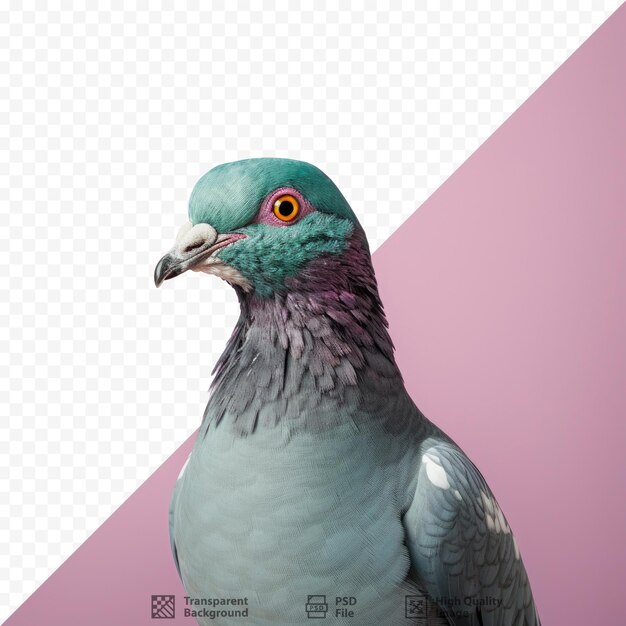 PSD une image d'un pigeon avec un fond rose et un fond rose.