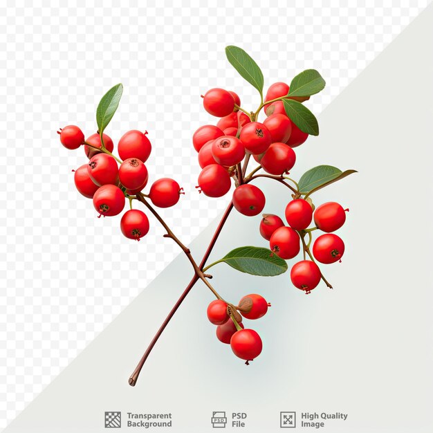 PSD une image d'une plante avec des baies rouges dessus.