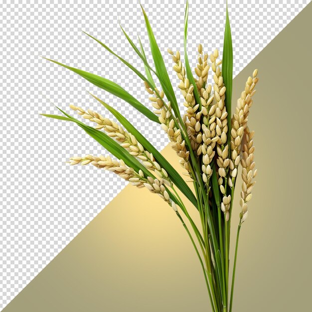 PSD une image d'une plante avec un fond blanc avec une fleur au milieu