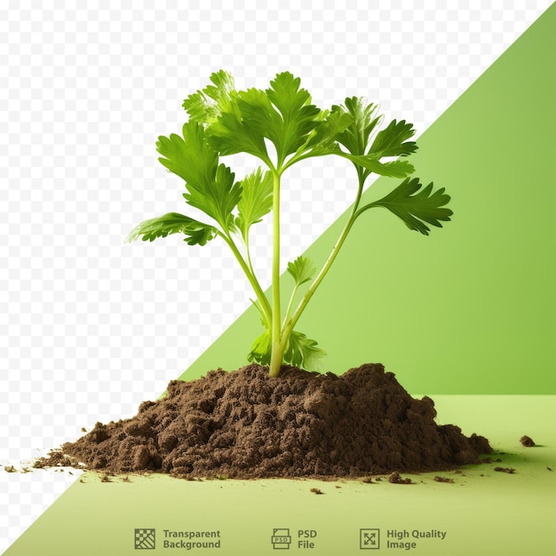 PSD une image d'une plante et un fond vert avec un fond vert.