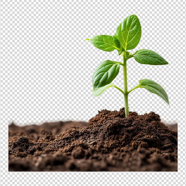 PSD une image d'une plante avec un fond