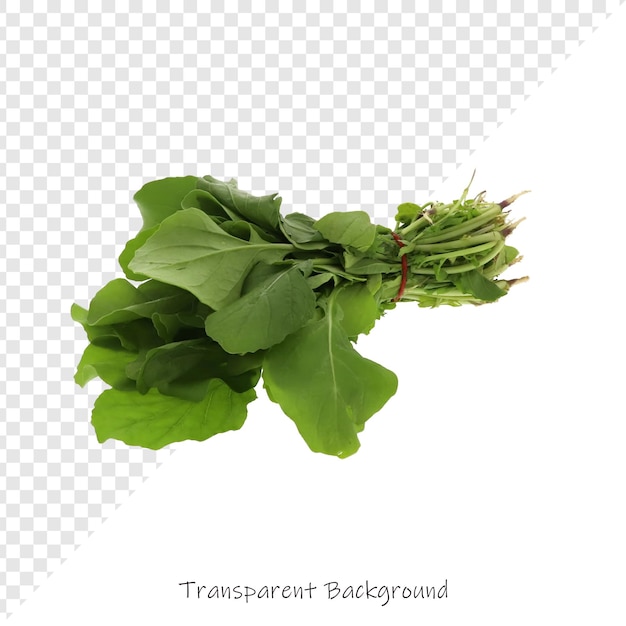 une image d'une plante avec les mots " légume " sur elle