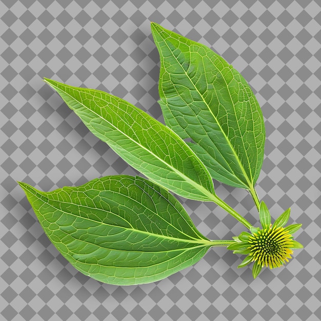 PSD une image d'une plante avec un tournesol dessus