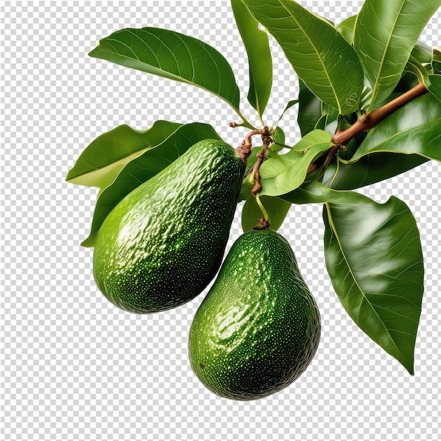 PSD une image d'un poireau vert avec les mots avocado dessus